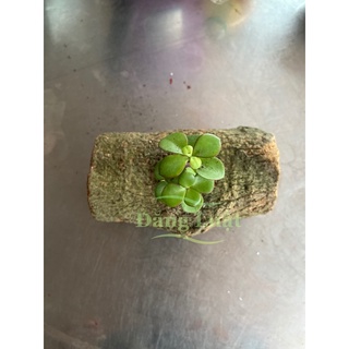 khúc gỗ tự nhiên trồng sen đá (gỗ loại siêu bền)