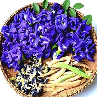 100 HẠT GIỐNG HOA ĐẬU BIẾC TRỒNG TẠI VƯỜN NHÀ - Màu tím violet