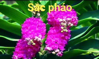 Ngọc điểm Thái đủ màu