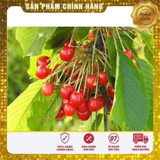 Hạt Giống Quả Cherry(Anh Đào)10 hạt