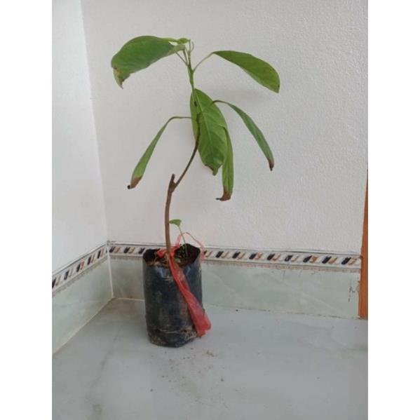 BÒN BON cao 15-30cm