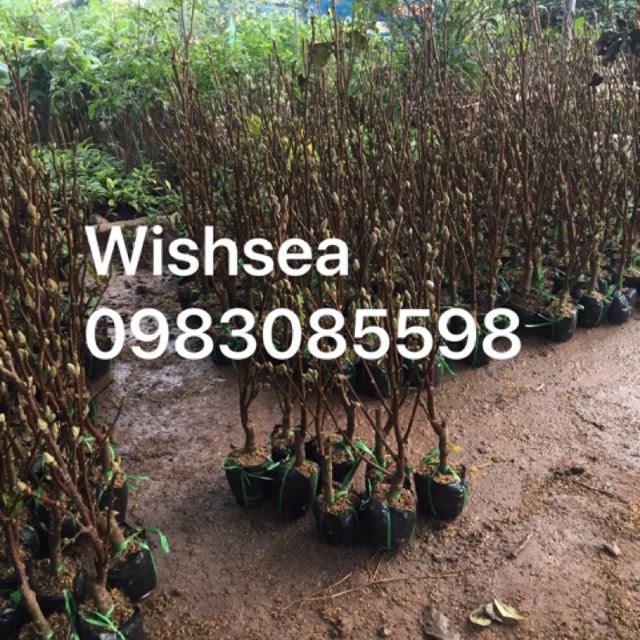 Cây hoa mộc lan thanh lý vì cây đã hết nụ hoa