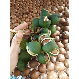 Mắc ca DaLaVi 250gr