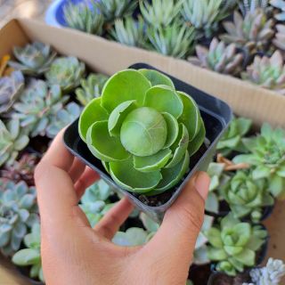 Sen đá hoa hồng Greenovia