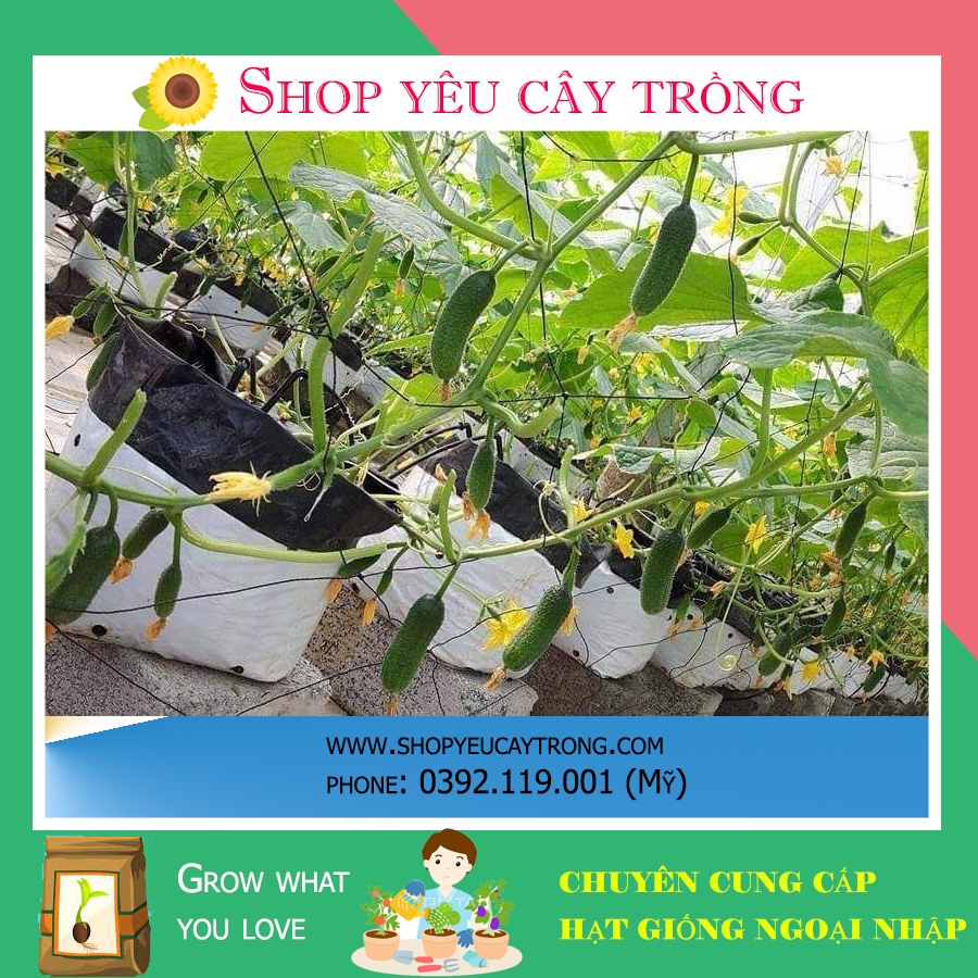 Túi PE trồng Cây 40x30cm dưa lưới, cây rau, siêu bền chịu nhiệt tốt size độ bền > 1.5 năm
