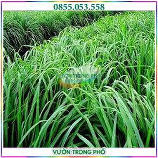 Hạt giống cỏ Mombasa ghine - cỏ sả lá lớn ( gói 500g)