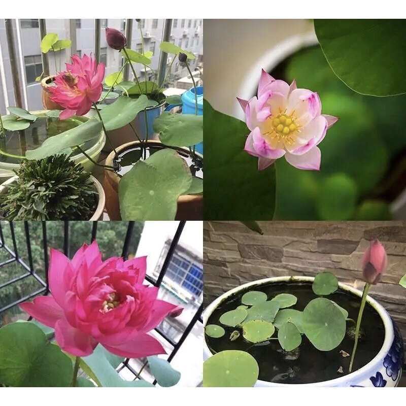 Combo mix 20 hạt giống sen mini tiểu cảnh  - tặng kèm hạt tinh thể và kích rễ Seed Land