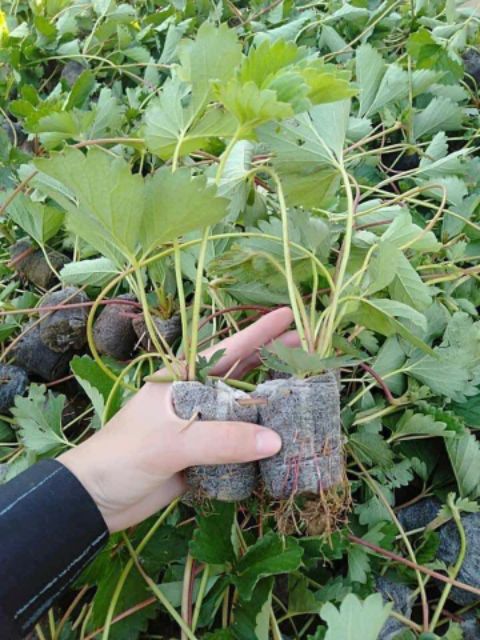 Cây giống dâu tây siêu ngọt