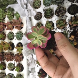 Sen đá❤️❤️❤️Sen đá mini, sen vỉ 84 cây/vỉ