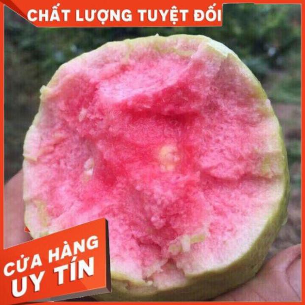 Cây Giống ổi Ruột Đỏ - Ổi Ruby
