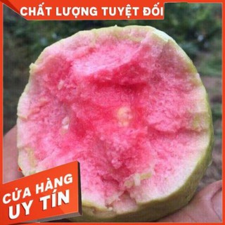Cây giống ổi ruột đỏ - ổi ruby