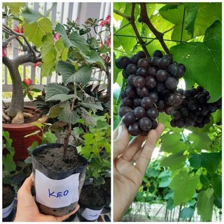 05 Cây Giống Nho Kẹo 126 🍇MUA 5 TẶNG 1 🍇 Cây Nho Giống Chuẩn Ghép