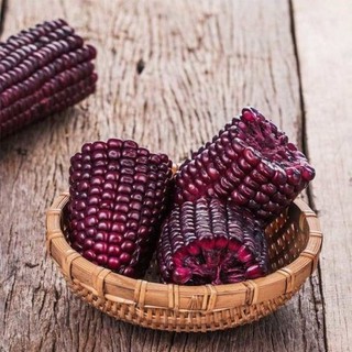 Hạt giống bắp tím đỏ f1 - 20 hạt