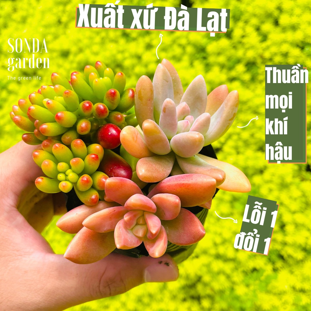 Sen đá mix thập cẩm SONDA GARDEN size bé 5-8cm, cây cảnh trang trí nhà cửa, lỗi 1 đổi 1