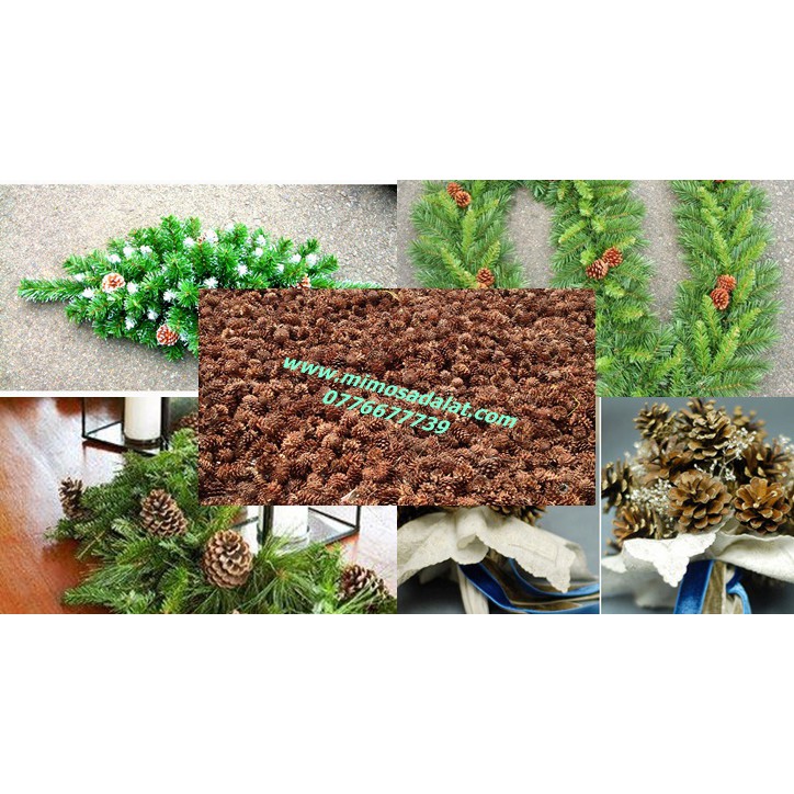 1 Kg quả Thông loại trung