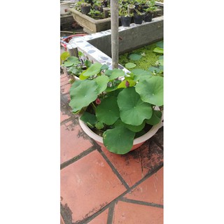 Củ sen mini hồng siêu nụ - Supper mini pink lotus