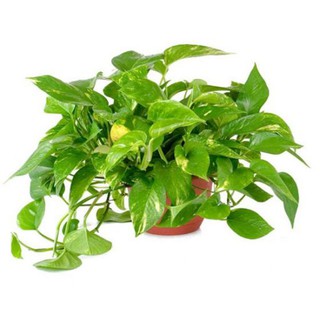Cây Trầu Bà Xanh-Mang  May mắn, Thành Đạt, Bình An