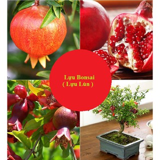 Hạt giống cây lựu lùn đỏ ( 1 gói 10 hạt )(TẶNG gói kích thích hạt nảy mầm)