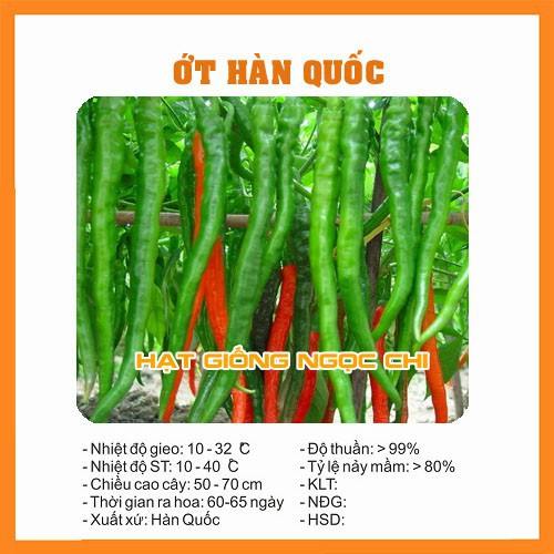 Hạt Giống Ớt Hàn Quốc - 30 Hạt