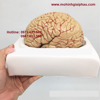 Mô Hình Giải Phẫu Bộ Não