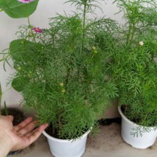 Hạt Giống Hoa Sao Nhái Mix Màu, tỷ lệ nảy mầm cao
