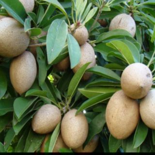 Cây giống hồng xiêm xoài chuẩn