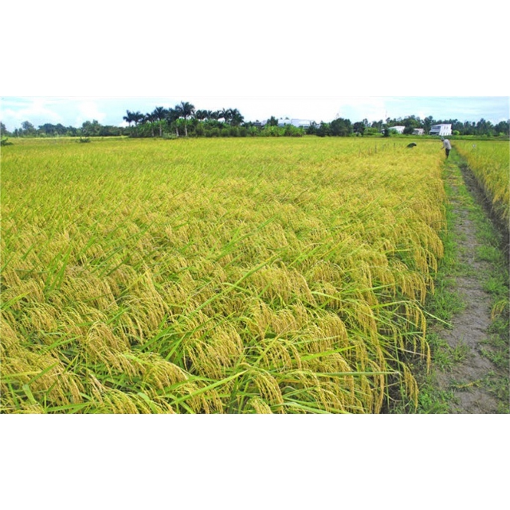 Gạo Đặc Sản Sóc Trăng ST25 5kg - TS Hồ Quang Cua