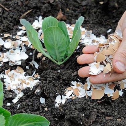 1kg Vỏ trứng gà nghiền nhỏ (Size 2-3mm)