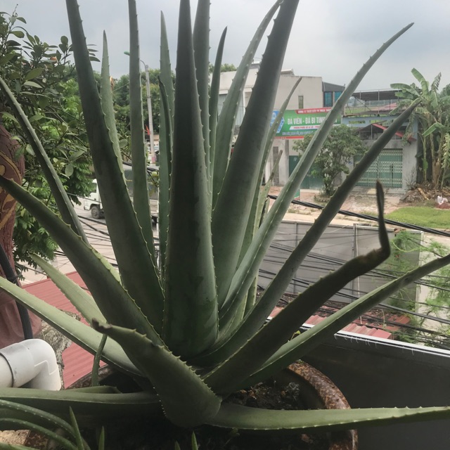 Nha đam Mỹ