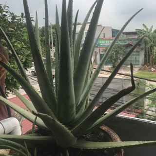 Nha đam Mỹ