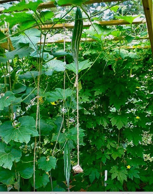 Hạt giống mướp lặc lày, mướp sát, mướp rừng, mướp sọc