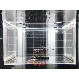 Box dưỡng tép hay còn gọi là lồng cho cá và tép đẻ