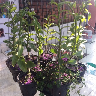 Phi điệp thân thủ f21