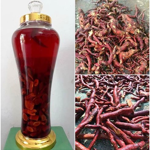 01 Kg cây MÚ TỪN- CÙ BOONG NẬU