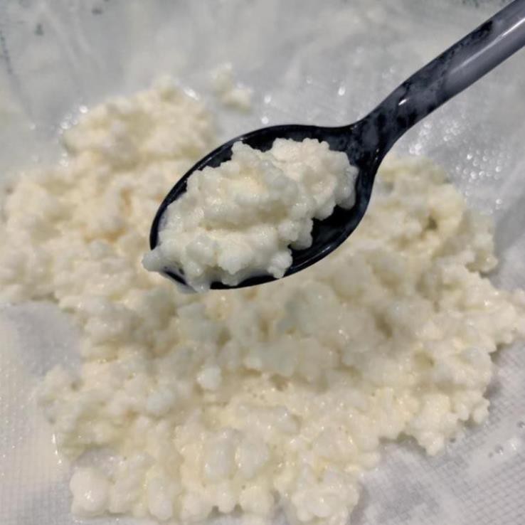 Nấm Kefir làm sữa chua Tây Tạng