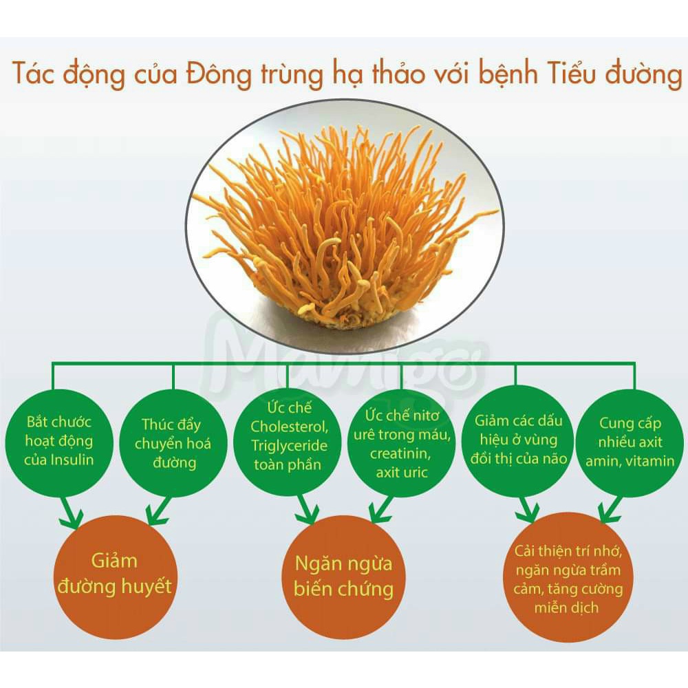 Đông trùng hạ thảo sấy khô loại thượng hạng