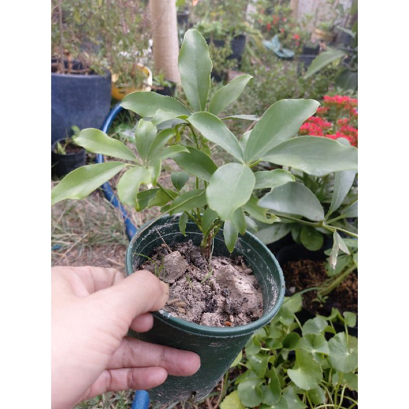 Cây Ngũ Gia Bì _ cây giống chậu đen