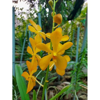 5 Cây giống Mokara