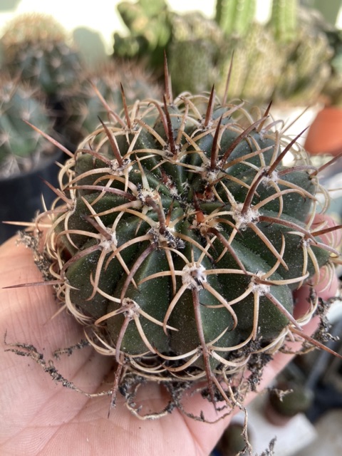XƯƠNg RỒNG MELO GAI XOẮN 6-7CM