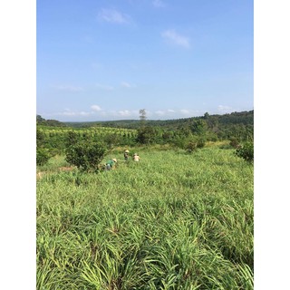 Tinh Dầu Sả Nguyên chất 100% - chai 100ml (Đuổi muỗi, xông nhà...) Đã có giấy test chất lượng