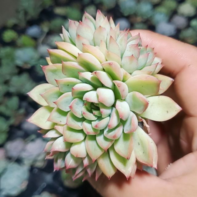 Sen đá dù viền đỏ