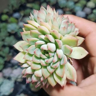 Sen đá dù viền đỏ