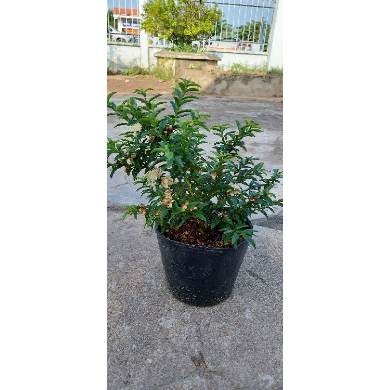 Cây ổi sẻ
