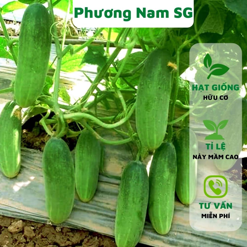 Hạt giống dưa leo Phương Nam 25H tỉ lệ nảy mầm cao dễ trồng