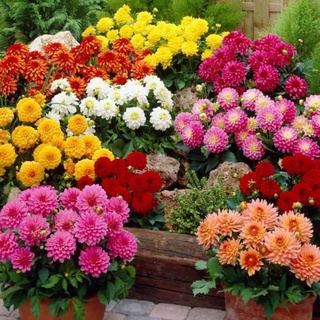 Củ hoa thược dược kép mix màu