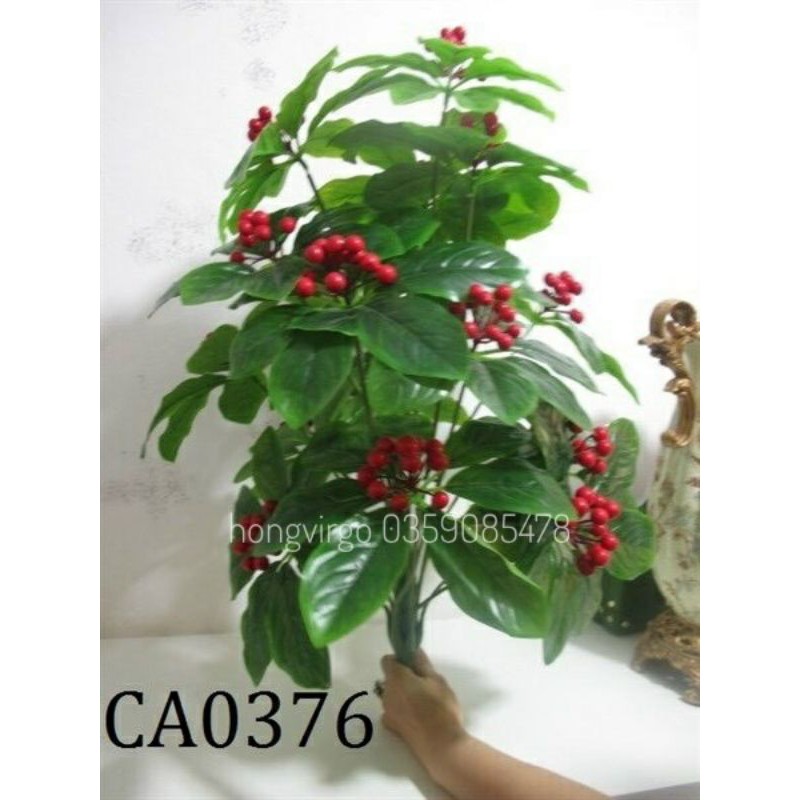 Cây quả sơ ri cao 70cm chưa chậu