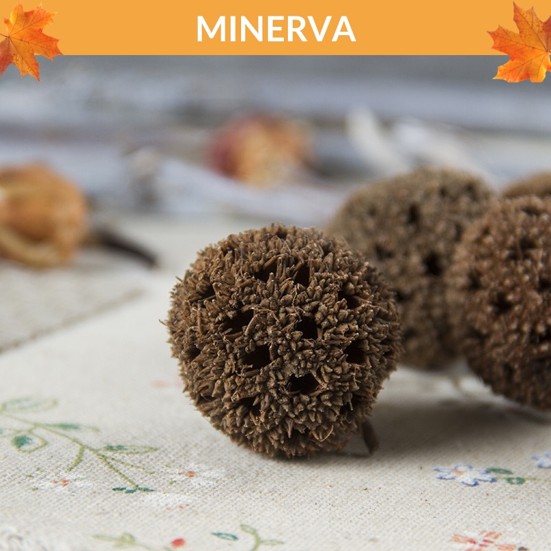 TRANG TRÍ 3 quả sweetgum khô phụ kiện chụp ảnh, trang trí nhà cửa, làm đồ handmade, phụ kiện gói quà tặng