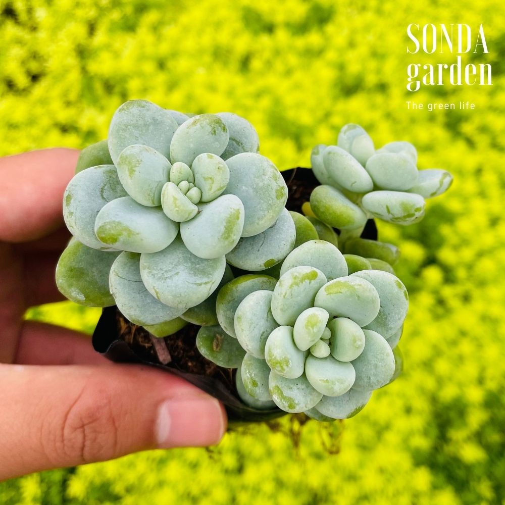 Sen đá sỏi thiên thanh SONDA GARDEN size bé 5-8cm, cây cảnh trang trí nhà cửa, lỗi 1 đổi 1