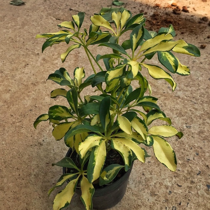 Cây ngũ gia bì cẩm thạch chiều cao 30-35cm lá cây đẹp bắt mắt, sức sống tốt thích hợp trang trí cảnh quan sân vườn