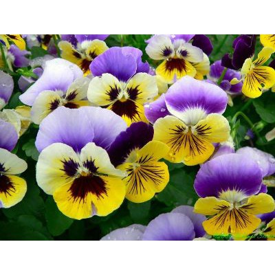[Sài Gòn] Hạt Giống Hoa Cánh Bướm - Hoa păng xê hỗn hợp gói 0.5gr